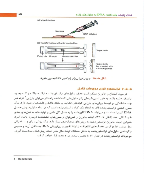 کلون سازی ژن ها و انالیز DNA - نمونه دوم - جزیره کتاب های الکترونیکی